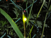 2012/5/17¡¡Ê¿Ìî°æÀî¤Î·Ö¤ÎÍÍ»Ò2