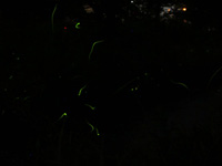2012/6/2¡¡¹ºÀ¥Àî¤Î·Ö¤ÎÍÍ»Ò1