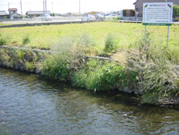 東平野井川の写真