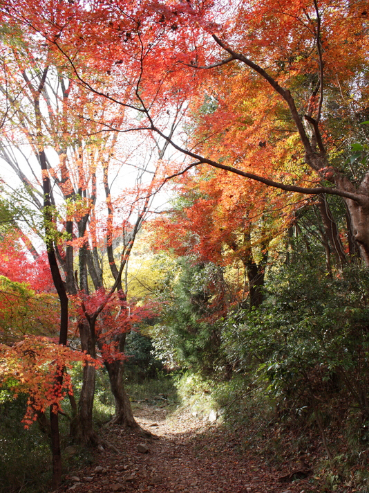 池田の森の写真