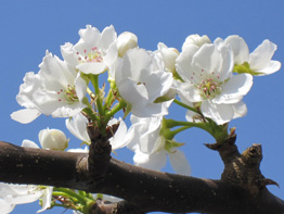 梨の花の写真