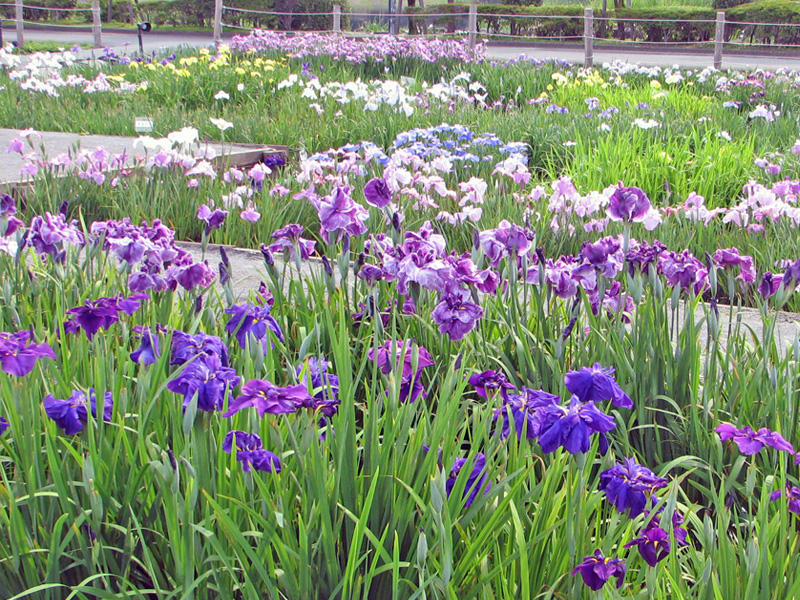 曽根城公園 花ショウブの写真1