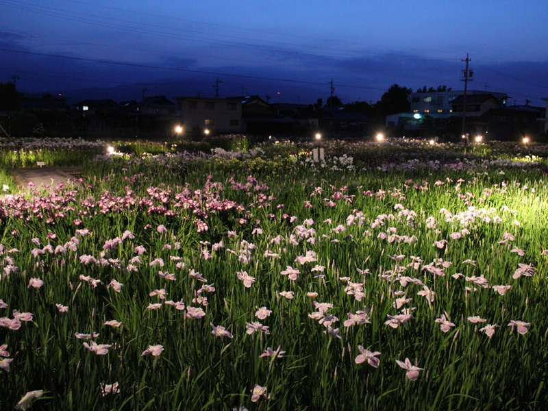 曽根城公園 花ショウブの写真2