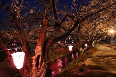 情報工房東側の桜並木